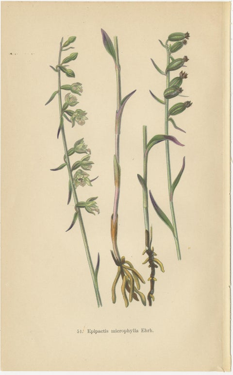 Epipactis Spectrum: A Botanical Study from 1904, view 2