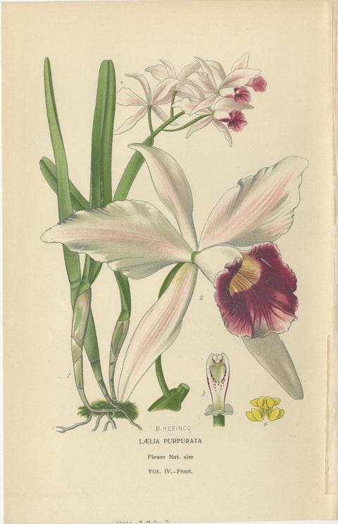 Orchids & Norfolk Pine, Set of 3 Antique Botanical Lithographs 1897, view 3