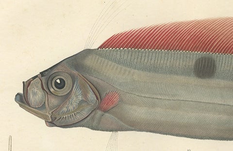 Antique Ribbonfish Print, Hand-Colored Lithograph of Trachypterus Bogmarus 1845, close-up 2