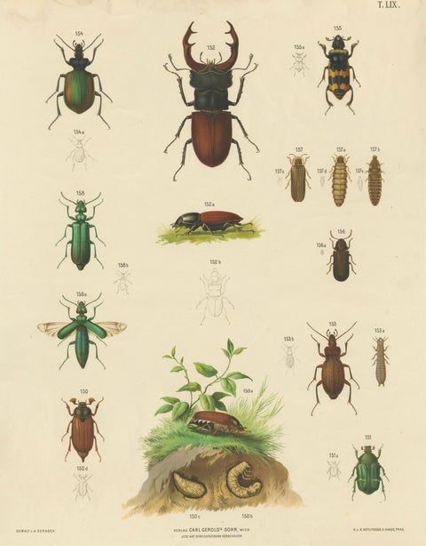 Large Antique Educational Poster of European Beetles and Larvae, c.1880, close-up 1