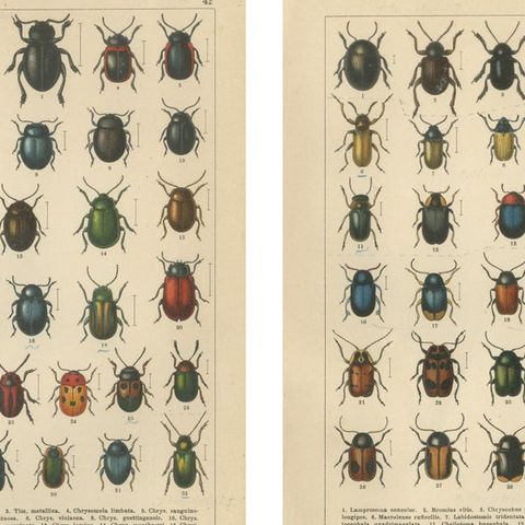 Decorative Antique Beetle Prints, Vibrant Chromolithograph Set of 8, Calwer 1893, close-up 1