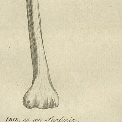 Antique Engraving of the Bill and Bones of an Ibis Bird, 1773, close-up 2