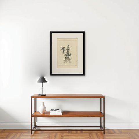 Antique Botany Print of Campanula Americana by Dodart 'circa 1680', shown framed on a wall