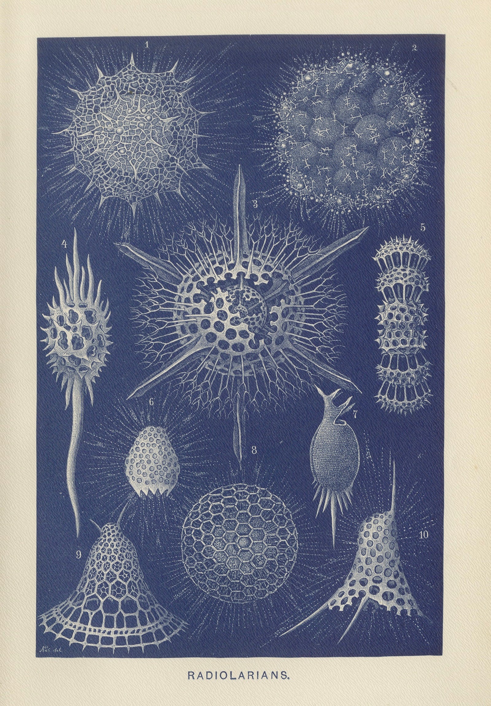 Radiolarians, Blue Scientific Natural History Plate from Lydekker, 1896