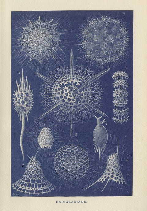 Radiolarians, Blue Scientific Natural History Plate from Lydekker, 1896