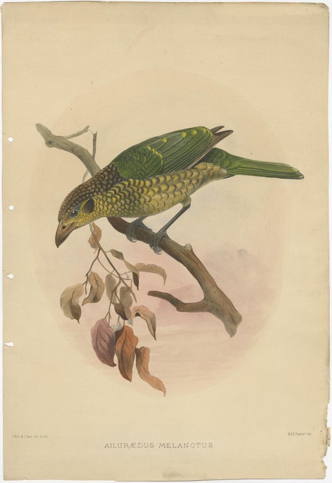 Antique Bird Print of the Black-Cheek Cat Bird by Elliot, c.1873, view 2