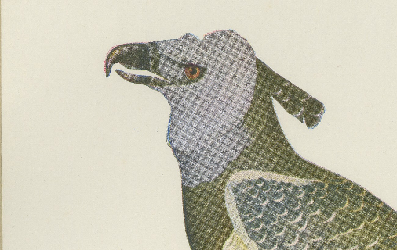 Harpy Eagle, Brazilian Bird Print, Descourtilz, 1944, view 3