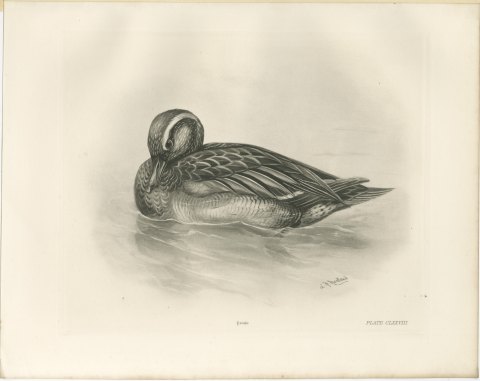 Garganey Drake Preening on the Water after Lilian Medland, c. 1909, view 2