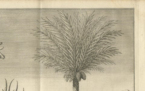 Coffee, Aloe, and Date Trees, Exotic Botanical Engraving, Dutch, c.1730, close-up 3