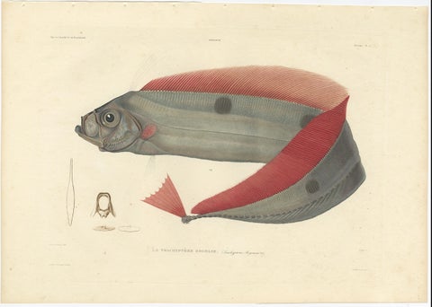 Antique Ribbonfish Print, Hand-Colored Lithograph of Trachypterus Bogmarus 1845, close-up 1