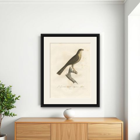 1807 Sharp-Shinned Hawk Illustration - 'L'Epervier rayé' Antique and Handcolored, shown framed on a wall