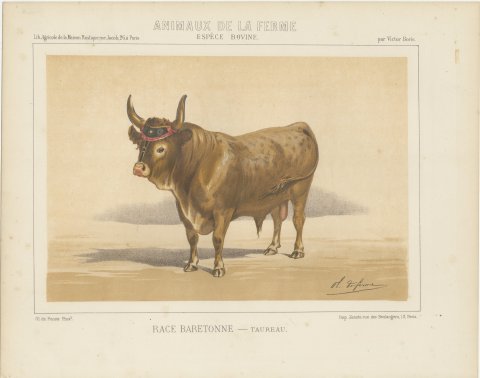 Baretonne Bull with Frontlet, French Cattle Chromolithograph, 1863, view 2
