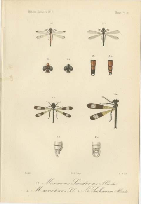Set of 6 Antique 1887 Sumatra Dragonfly and Insect Lithographs, Fauna Studies, view 5