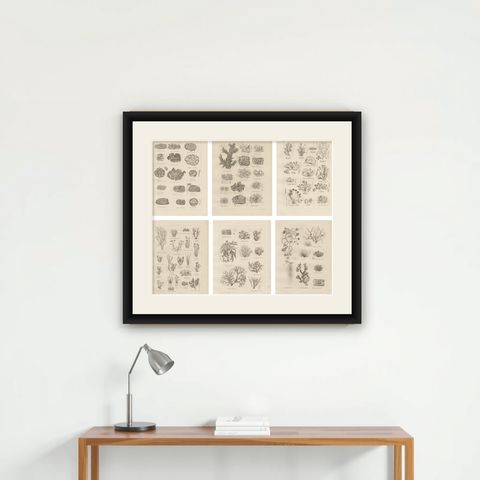 Antique Lichen Prints Set of 6, German Botanical Lithographs 1874, shown framed on a wall