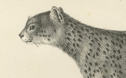 19th-Century Lithograph of the Puma and Cheetah in Graceful Stances, close-up 3