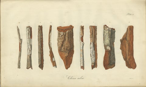 Cinchona Bark Varieties: A Rare Hand-Colored Illustrated Botanical Atlas (1826), view 2
