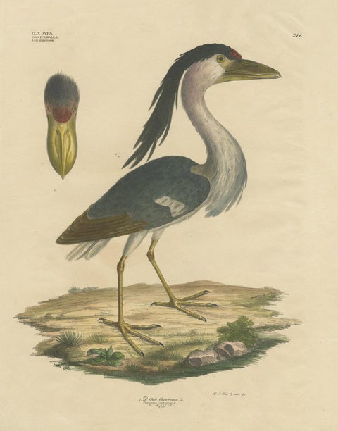 Antique Bird Print of the Boat-Billed Heron by Goldfuss, circa 1824, view 2