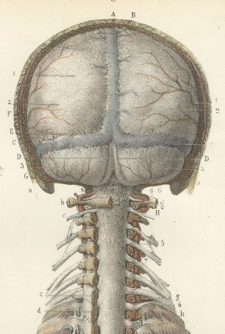 Brain and Spinal Cord in Situ, Hirschfeld Double Folding Plate, 1866, view 5