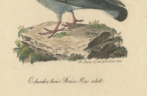 Franz Sturm's 1830 Illustration of the Adult Male Rock Dove (Columba livia), close-up 1