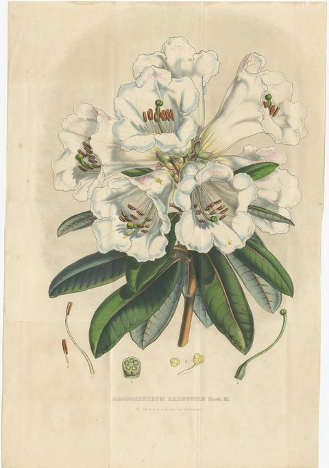 Set of 2 Antique Botany Prints, Rhododendron Dalhousiae, by Van Houtte '1849', view 2