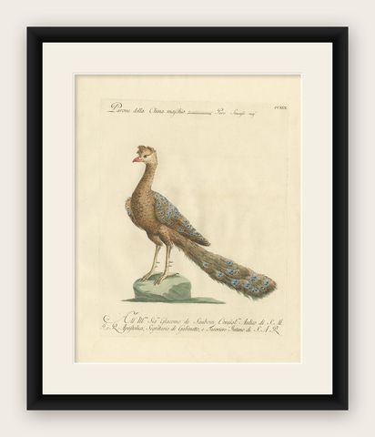Antique Bird Print of a Peacock by Manetti, 'circa 1770', shown framed