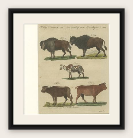 Antique Yak, Indian Cattle, Buffalo & Musk Ox Engraving, Bertuch, 1796, shown framed
