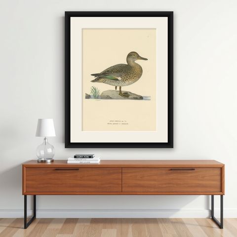 Whistles on the Wing: The European Teal by Magnus von Wright, 1929, shown framed on a wall