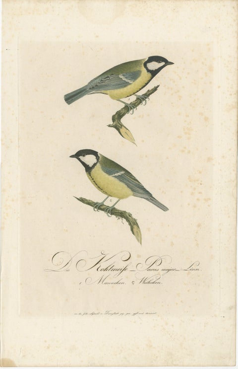 Nature’s Pair: The Artistic Depiction of Great Tits, Engraving ca.1780, view 2