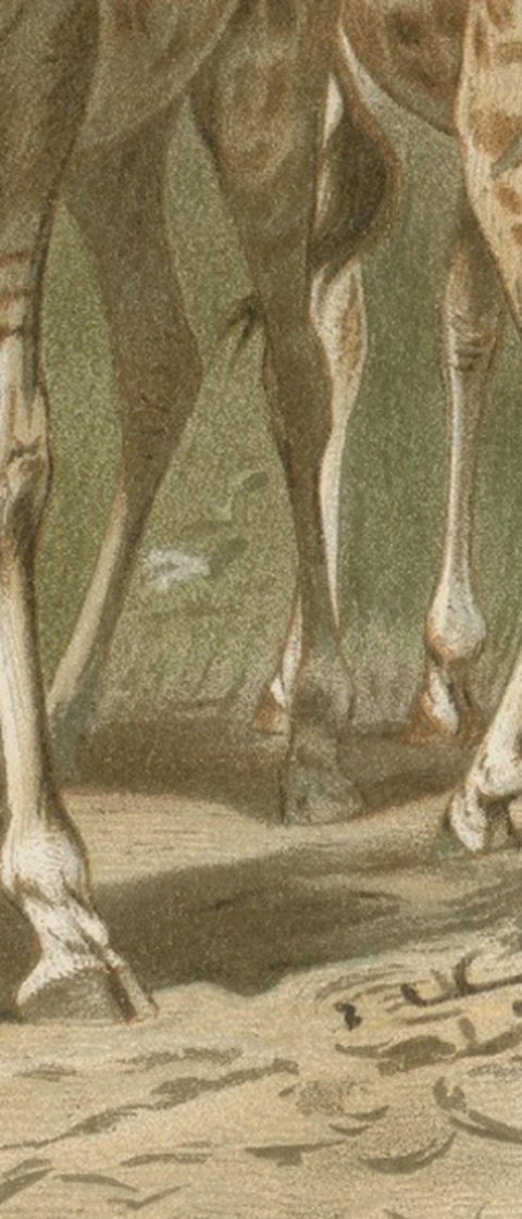 South African Giraffes, Antique Safari Chromolithograph, 1894, view 6