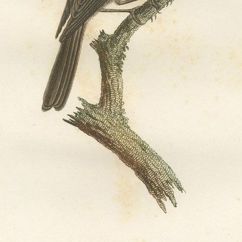 Large Antique Bird Print of an Eastern Wood Pewee, close-up 5