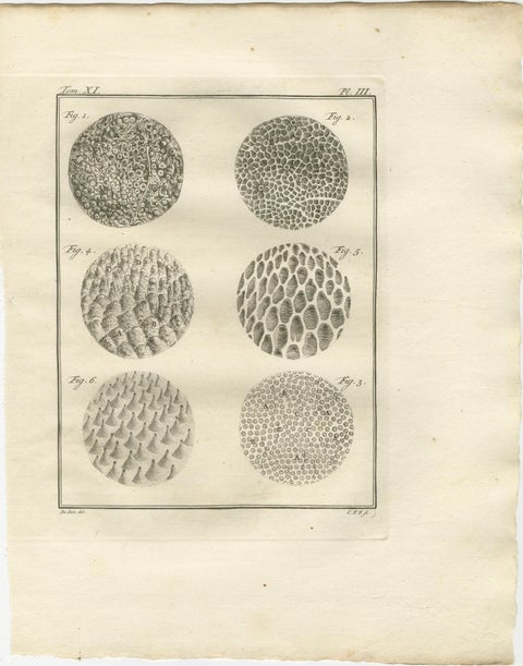 Sophisticated Elephant Anatomy Wall Set, Original Buffon Engravings, 1769, view 4