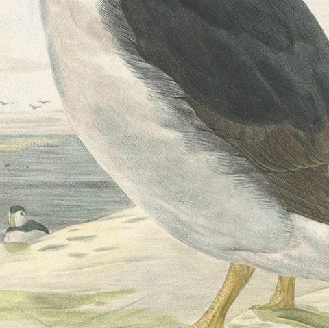 Spectacular Rare Large Antique Bird Print of The Large-Bill Puffin, 1868, close-up 2
