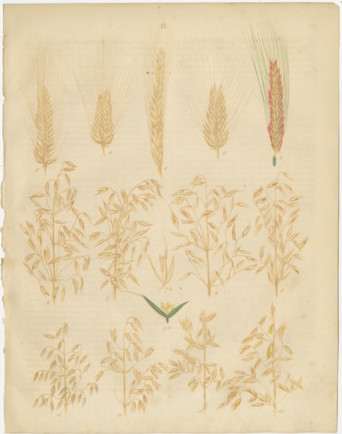 Antique Wheat and Rye Botanical Prints, Agricultural Study, Germany 1852, view 3