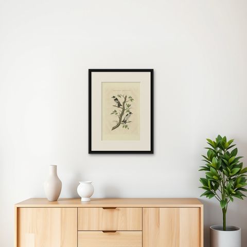 Antique Bird Print of the Collared Flycatcher by Sepp & Nozeman, 1829, shown framed on a wall