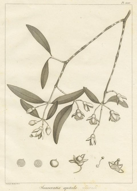 Antique Print of the Mangrove Apple Plant by Symes, '1800', view 3