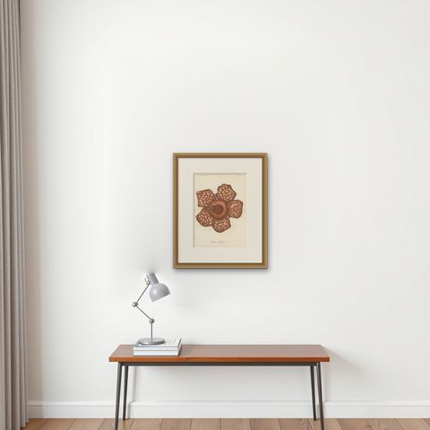 Antique Botany Print of the Rafflesia Hasseltii by Brill, '1884', shown framed on a wall