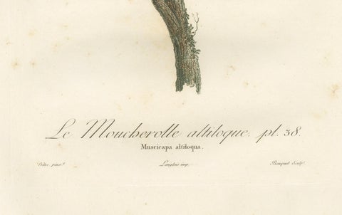 The Black-Whiskered Vireo, An 1807 Large Hand-Colored Ornithological Print, close-up 2
