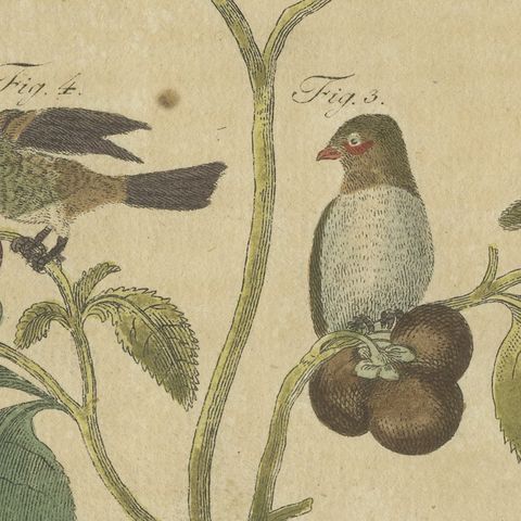 Exotic Finches and Hummingbird, Antique Bertuch Print, Vienna, circa 1805, close-up 4