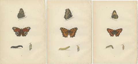 Metamorphosis in Motion: A Victorian Glimpse of British Butterflies, 1890, view 5