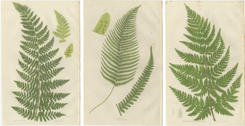 Corn Horsetail, Rough Horsetail and Marsh Horsetail, Botanical Triptych, 1873, view 5