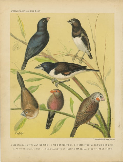 Antique Bird Prints, Finches, Waxbills, Starlings & Fieldfare, Cassell’s, 1888, view 2