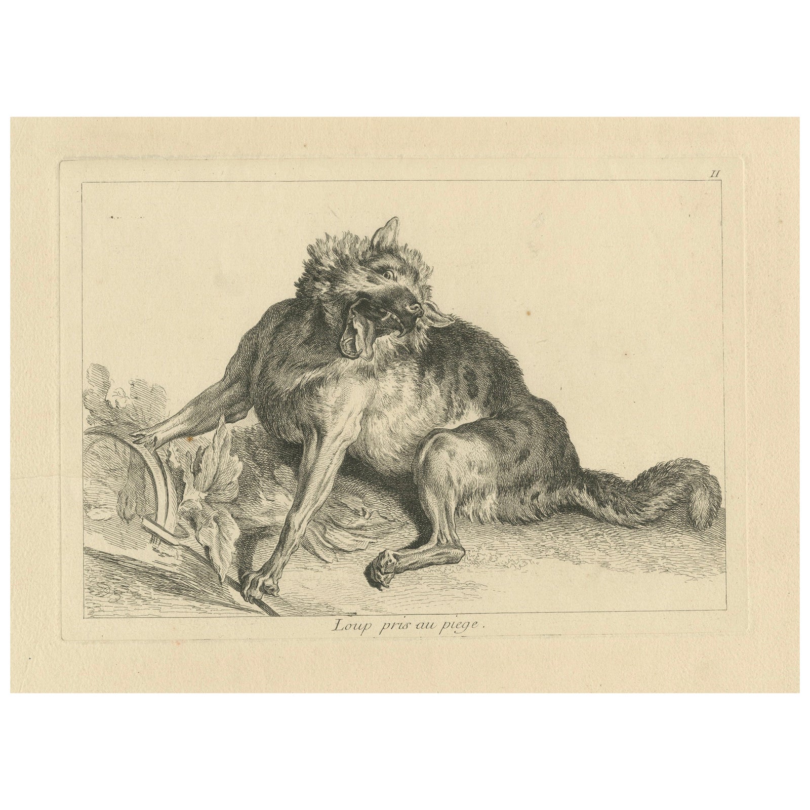 Trapped Wolf: A Detailed Etching - circa 1740