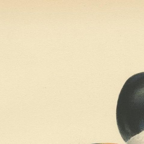 Antique Bird Print of the Common Shelduck by Von Wright '1929', close-up 1