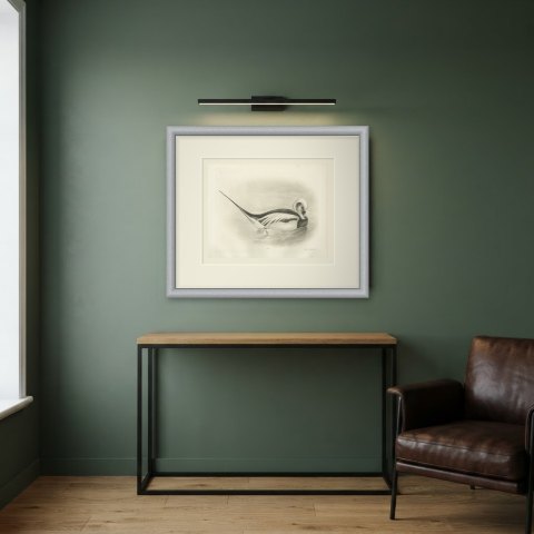Long-tailed Duck Drake in Winter Plumage after Lilian Medland, c. 1909, shown framed in a room