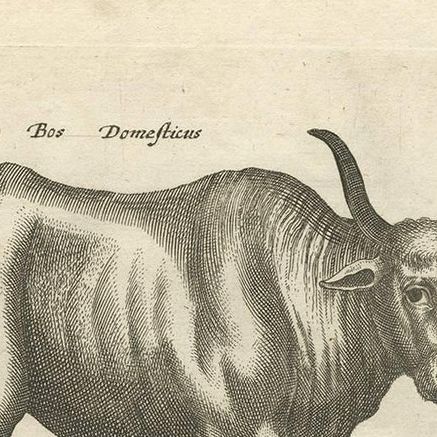 Antique Print of the Domestic Cow by J. Jonston, 1657, close-up 1