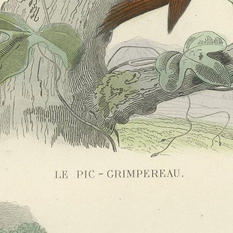 Antique Bird Print of a Treecreeper and Wryneck by Buffon, 1839, close-up 1