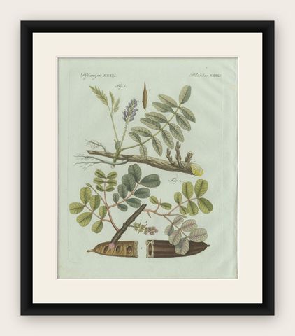 Original Antique Botanical Print of Rubber and Gum Arabic Trees by Bertuch, 1802, shown framed