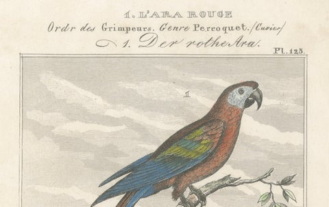Small Hand-Colored Print L'Ara Rouge et Bleu Parrot from Buffon’s Histoire, 1770, close-up 1
