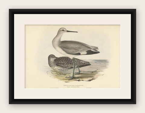 Antique Bird Print of the Semipalmated Sandpiper by Gould, 1832, shown framed