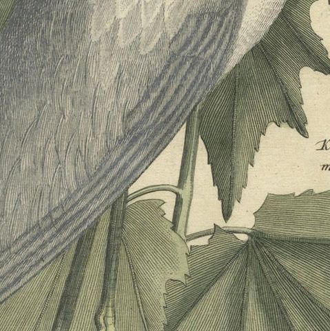 Hand-Colored Engraving of the Lesser White Heron by Johann Seligmann, c.1773, close-up 6